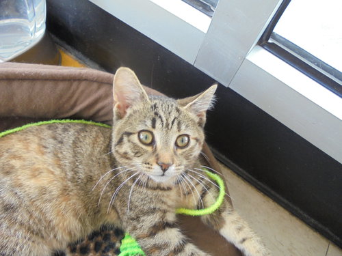 C2 Litter-Cupcake-ADOPTED