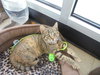 C2 Litter-Cupcake-ADOPTED