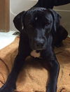 Freddie-ADOPTED