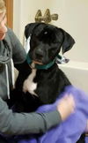 Freddie-ADOPTED