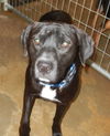 Freddie-ADOPTED
