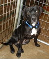 Freddie-ADOPTED