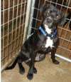 Freddie-ADOPTED