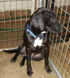 Freddie-ADOPTED