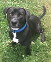 Freddie-ADOPTED