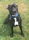 Freddie-ADOPTED