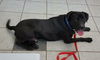 Freddie-ADOPTED