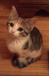C6 Litter-Twinkle-ADOPTED