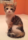 C6 Litter-Twinkle-ADOPTED