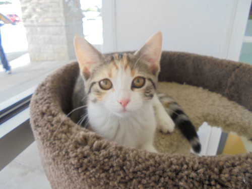 C6 Litter-Twinkle-ADOPTED