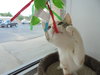 C6 Litter-Twinkle-ADOPTED