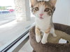 C6 Litter-Twinkle-ADOPTED
