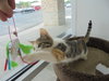 C6 Litter-Twinkle-ADOPTED