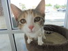 C6 Litter-Twinkle-ADOPTED