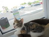 C6 Litter-Twinkle-ADOPTED