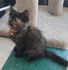 C7 Litter-Patches-ADOPTED