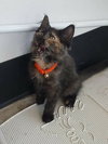C7 Litter-Patches-ADOPTED