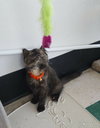 C7 Litter-Patches-ADOPTED