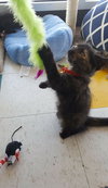 C7 Litter-Patches-ADOPTED