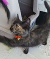 C7 Litter-Patches-ADOPTED