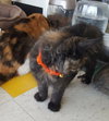 C7 Litter-Patches-ADOPTED