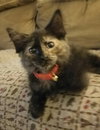 C7 Litter-Patches-ADOPTED