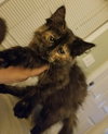 C7 Litter-Patches-ADOPTED