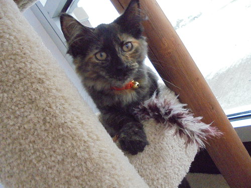 C7 Litter-Patches-ADOPTED