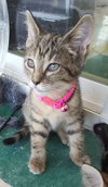 C7 Litter-Tigger-ADOPTED