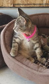 C7 Litter-Tigger-ADOPTED