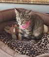 C7 Litter-Tigger-ADOPTED