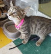 C7 Litter-Tigger-ADOPTED