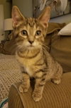 C7 Litter-Tigger-ADOPTED