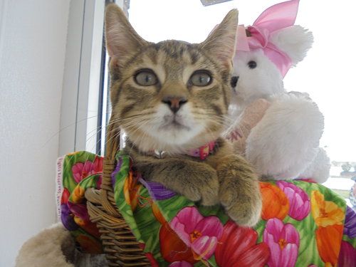 C7 Litter-Tigger-ADOPTED