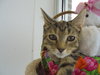 C7 Litter-Tigger-ADOPTED