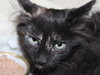 C8 Litter-Tessa-ADOPTED