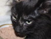 C8 Litter-Tessa-ADOPTED