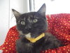 C8 Litter-Tessa-ADOPTED