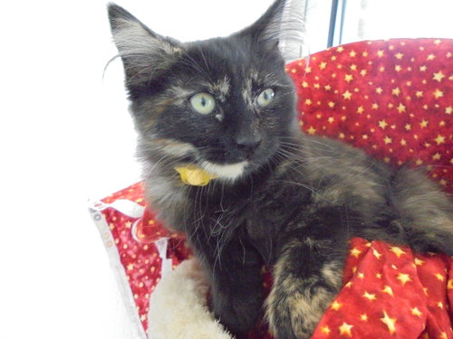 C8 Litter-Tessa-ADOPTED