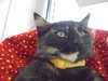 C8 Litter-Tessa-ADOPTED