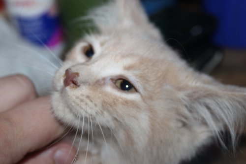 C8 Litter-Tara-ADOPTED