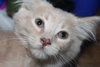 C8 Litter-Tara-ADOPTED