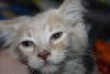 C8 Litter-Tara-ADOPTED
