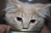 C8 Litter-Tara-ADOPTED