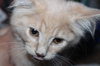 C8 Litter-Tara-ADOPTED