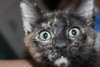 C8 Litter-Taryn-ADOPTED
