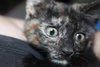 C8 Litter-Taryn-ADOPTED