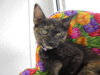 C8 Litter-Taryn-ADOPTED