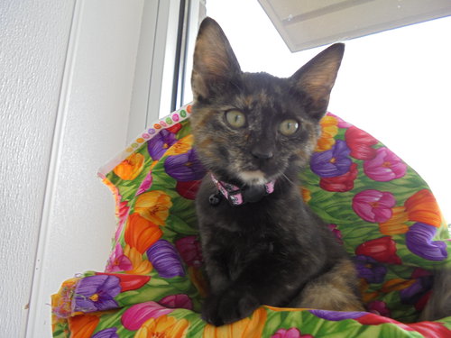 C8 Litter-Taryn-ADOPTED