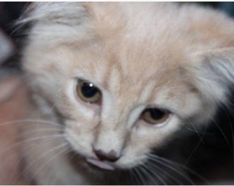 C8 Litter-Goldie-ADOPTED